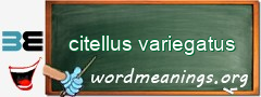WordMeaning blackboard for citellus variegatus